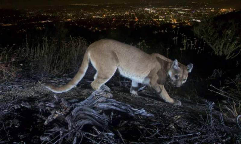 What a Motherhood: Barehanded mama attacks lion to save 5-year-old-son