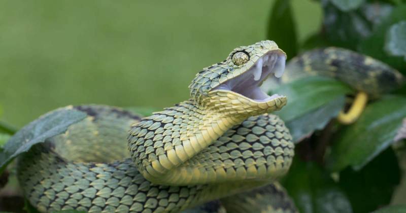 Snake venom may become tool in fight against coronavirus