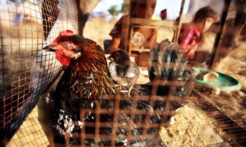 PM Imran’s poultry scheme ends in beneficiaries bellies