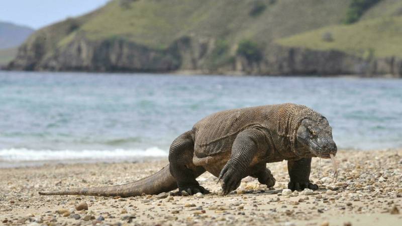 Komodo dragon, 2-in-5 shark species lurch towards extinction