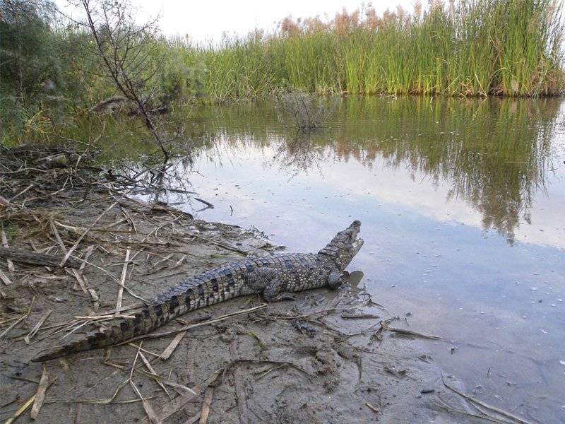 Villagers shoot dead crocodile in Jacobabad