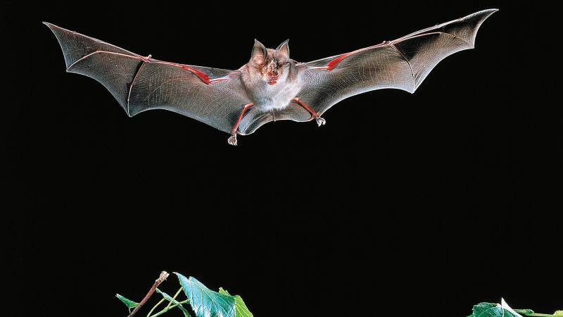 Bats with Covid-like viruses found in Laos: study