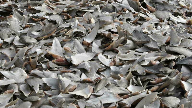 More than 3,000 shark fins confiscated in Colombia