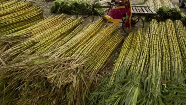 Govt, sugar mills lock horns crushing of canes