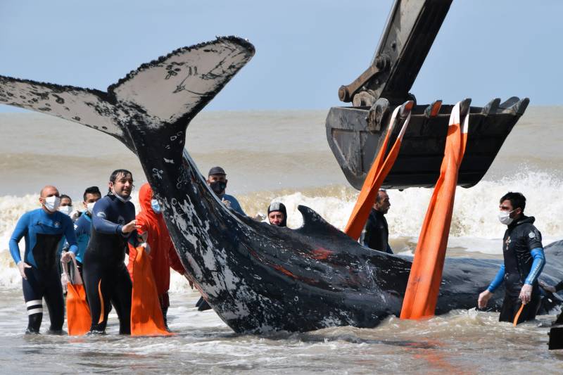 Two stranded humpback whales rescued in Argentina