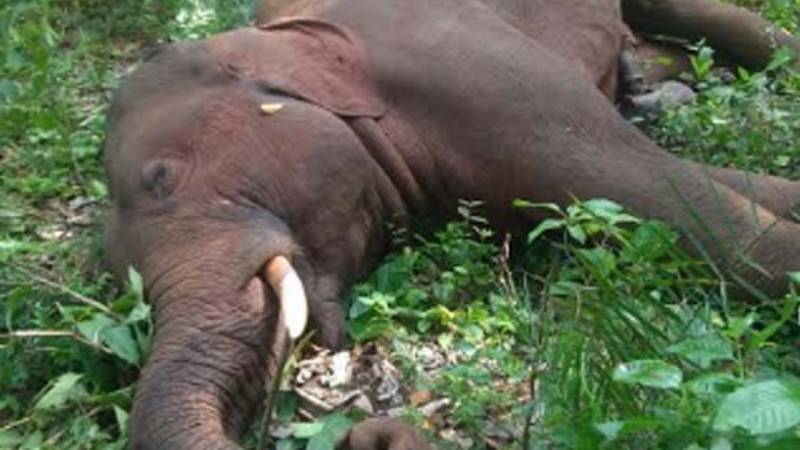 liberia elephant killings