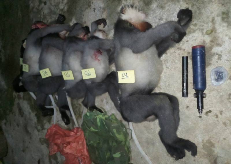 Five critically endangered monkeys shot dead in Vietnam