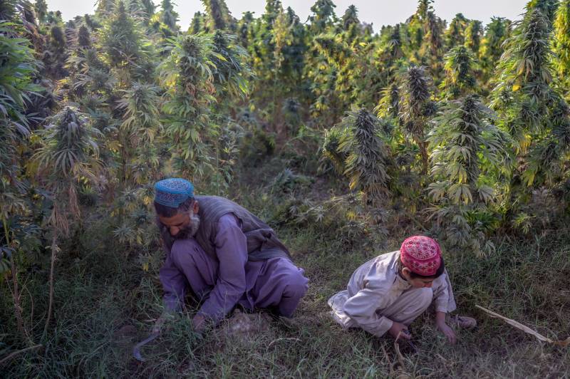 Bumper cannabis crop for Afghan farmers