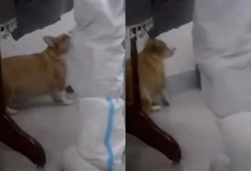 Corgi killing by health workers sparks outrage in China