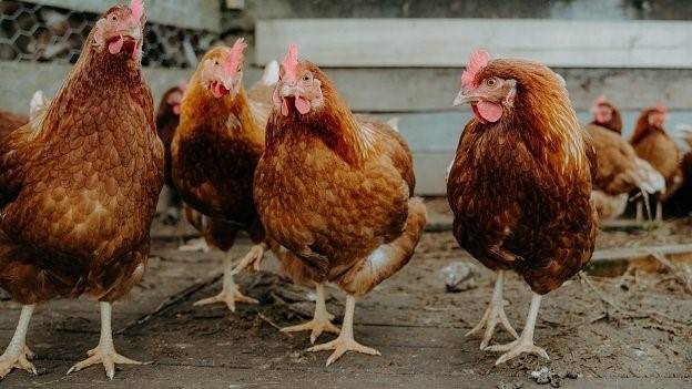 Indian wedding music blamed for death of 63 chickens