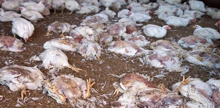 PFA seizes 1,000kg meat of dead, sick chicken in Multan 