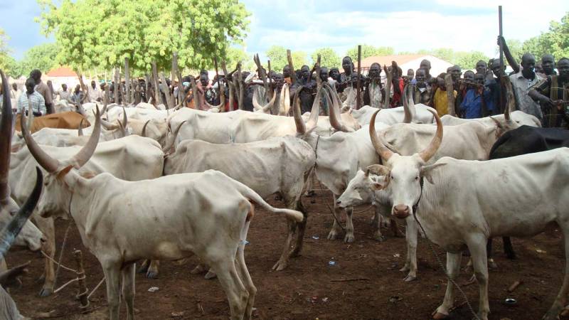 Cattle thieves kill 38 civilians in northern Nigeria