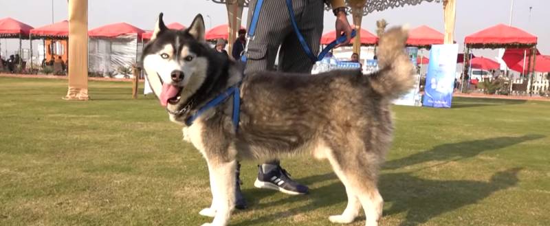 Multan Dog Breed Show steals the spotlight of visitors