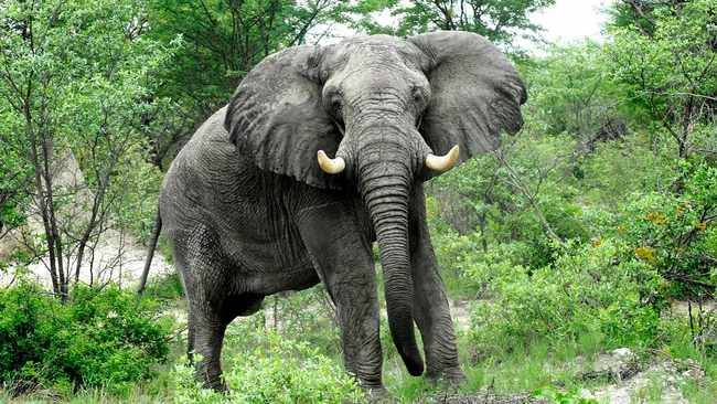 Elephant tramples Zimbabwean woman and baby