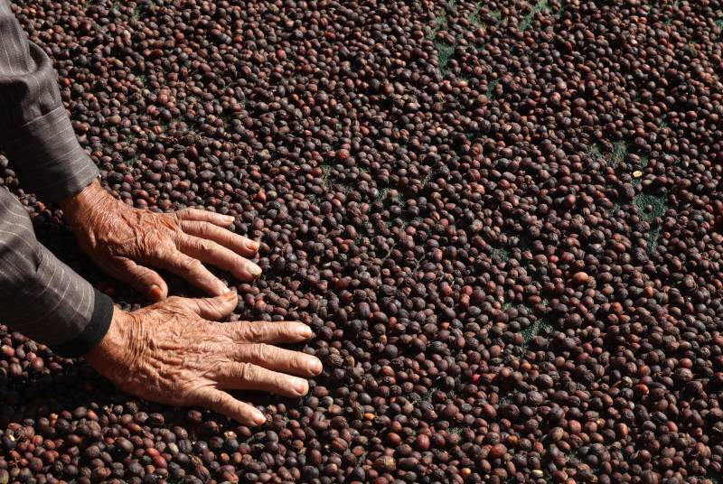 Saudi coffee legacy percolates through the generations