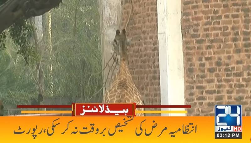 Lahore Zoo giraffe died of liver failure