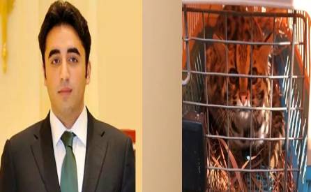 Leopard cats back to habitat: Bilawal lauds Sindh Wildlife Dept  