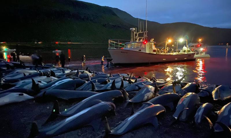 Faroe Islands begin review of controversial dolphin hunt