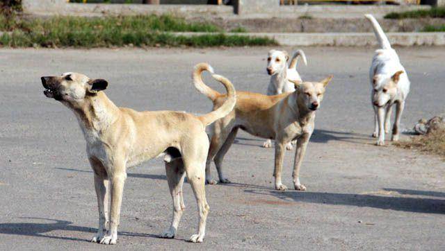 Little boy dies of dogbites in Shikarpur