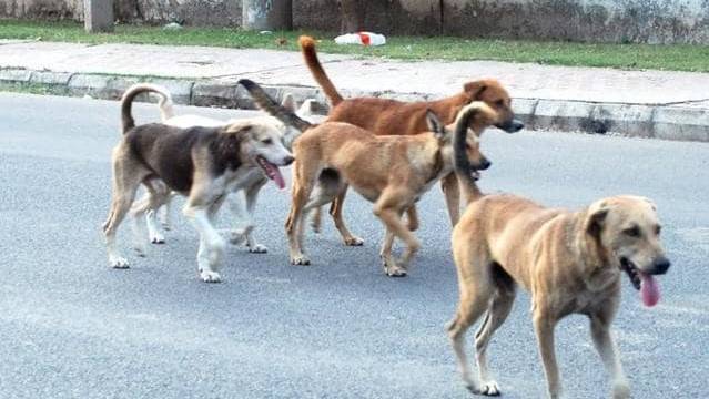 Eight-year-old mauled to death by dogs in Bhakkar