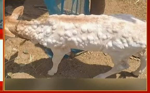 Animals dying as Lump Skin disease spreads in Nawabshah