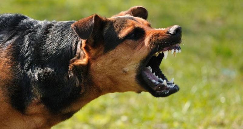 Man in Layyah unleashes dog on senior citizen 