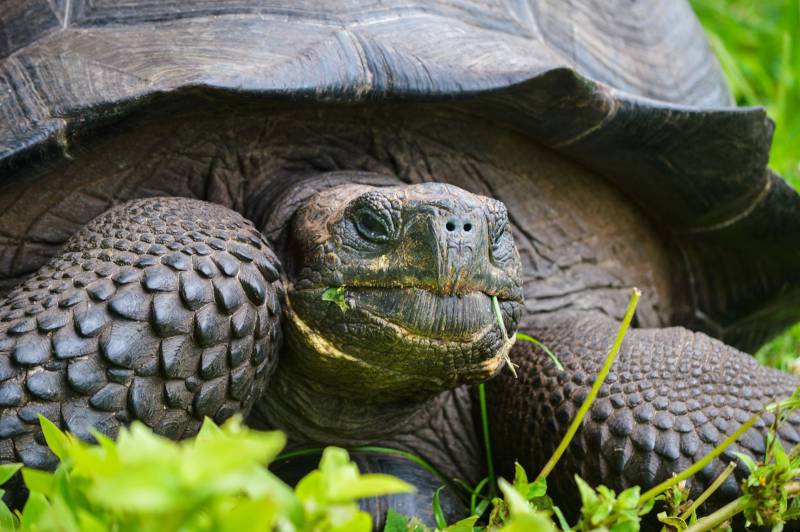 New giant tortoise species found in Galapagos after DNA study