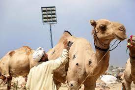 Layyah’s Camel Festival steals spotlight