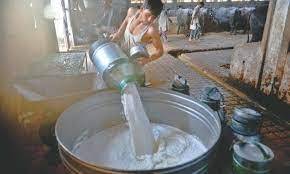 PFA destroys 2,700 litres of adulterated milk in Rawalpindi