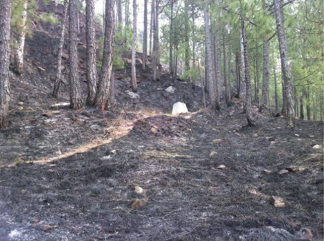 Fire destroys Murree forests