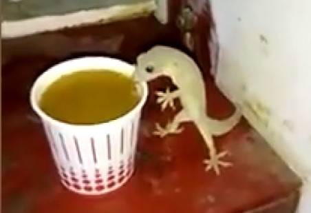 Lizard in tea makes four women seriously ill in Jhelum