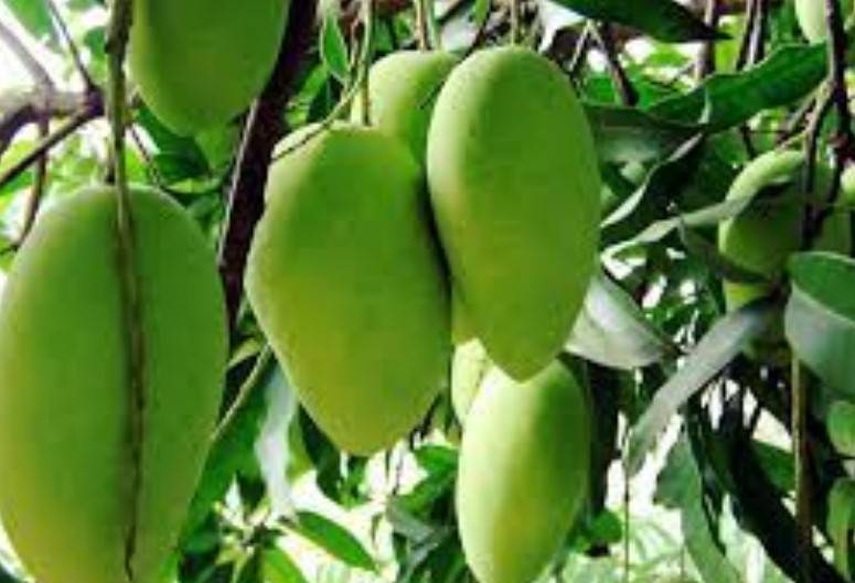 Water deficiency seriously affecting mango crop output in Sindh