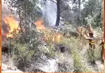 Wildfires still rage in KP forests, consumes four lives