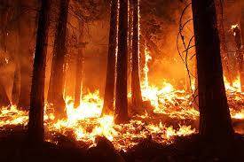 Hundreds of trees destroyed in Murree forest fire