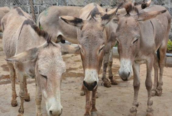 Number of donkeys increased in PTI' last year in power