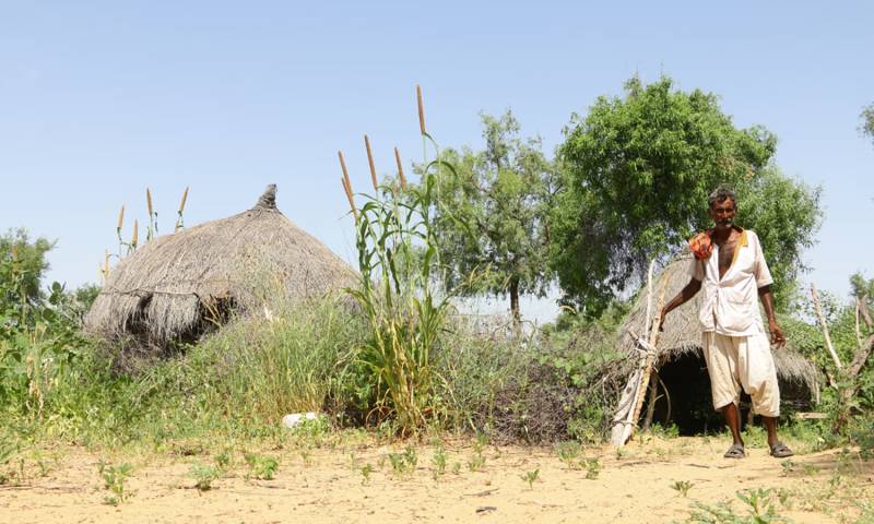 Rain offers respite to heat-stricken people of Thar