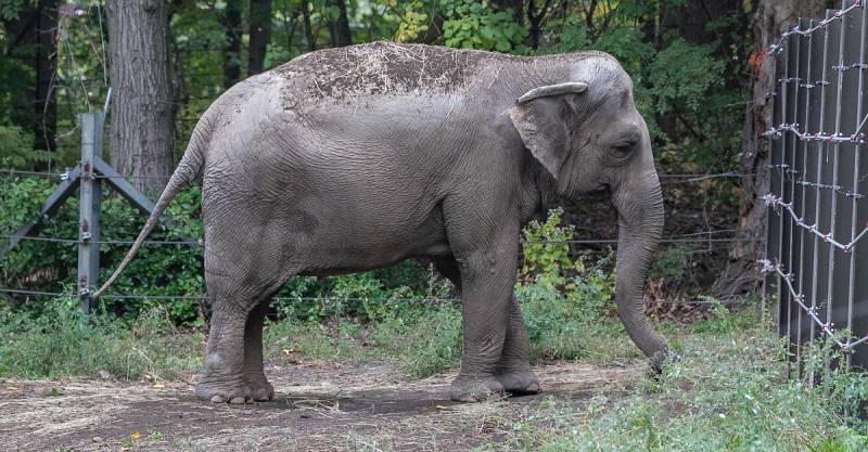 No, Happy the elephant isn't a person, New York's top court says