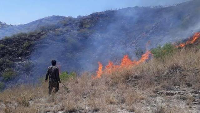 Seven die in 120 forest fires in Malakand Division