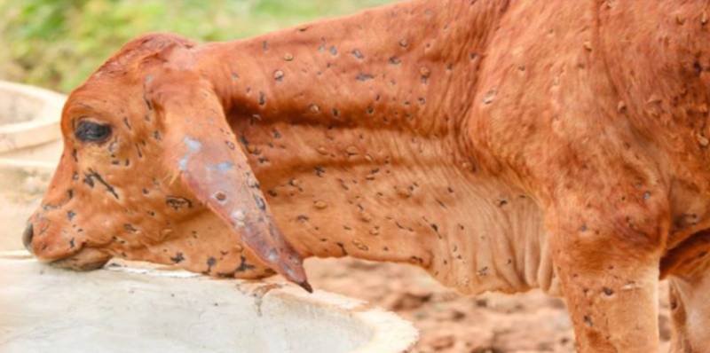 Sacrificial animals vaccinated in G’wala to prevent lumpy virus spread