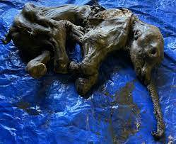 Canadian gold miners find rare mummified baby woolly mammoth