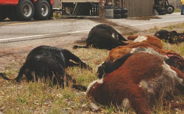 17 goats die as truck carrying sacrificial animals overturns near Lahore