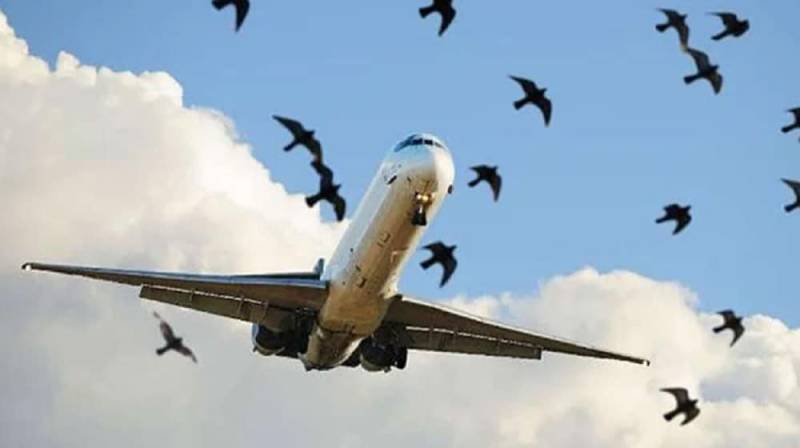 CAA fails to make country’s airports birds-free