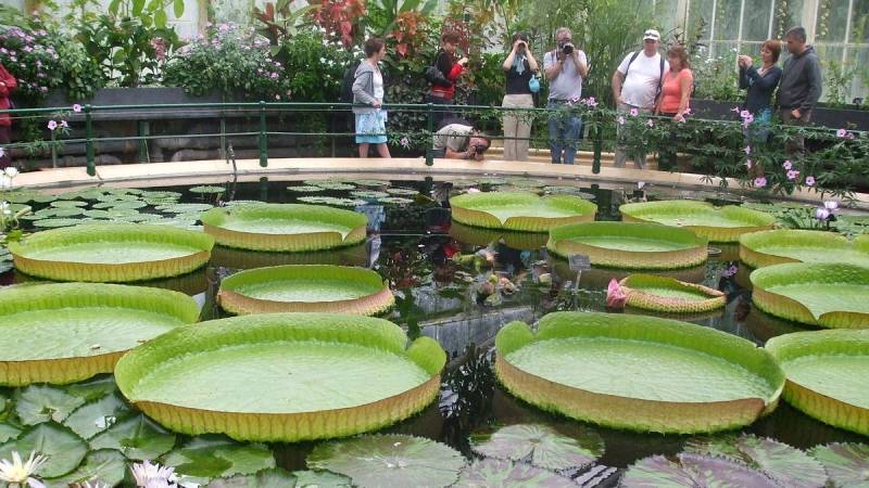 Kew Gardens announces new giant waterlily species