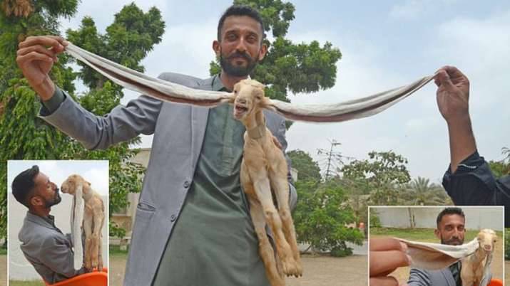 Is this goat the GOAT? Long-eared kid takes Pakistan by storm