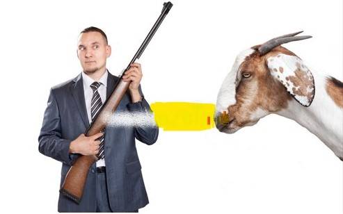 Robbers snatch goat at gunpoint