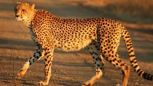 African cheetahs to be spotted soon in India thanks to Namibia deal