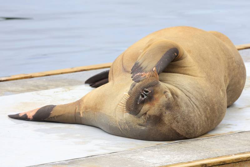 Boat-bending walrus visitor makes a splash in Norway