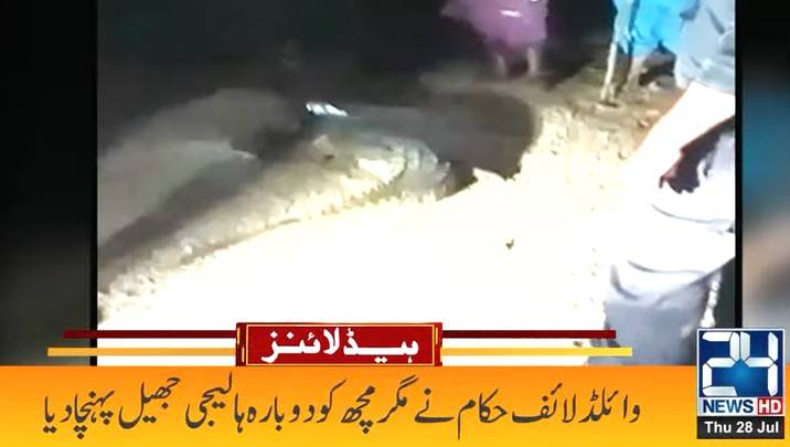 Crocodile’s stroll scares villagers in Thatta