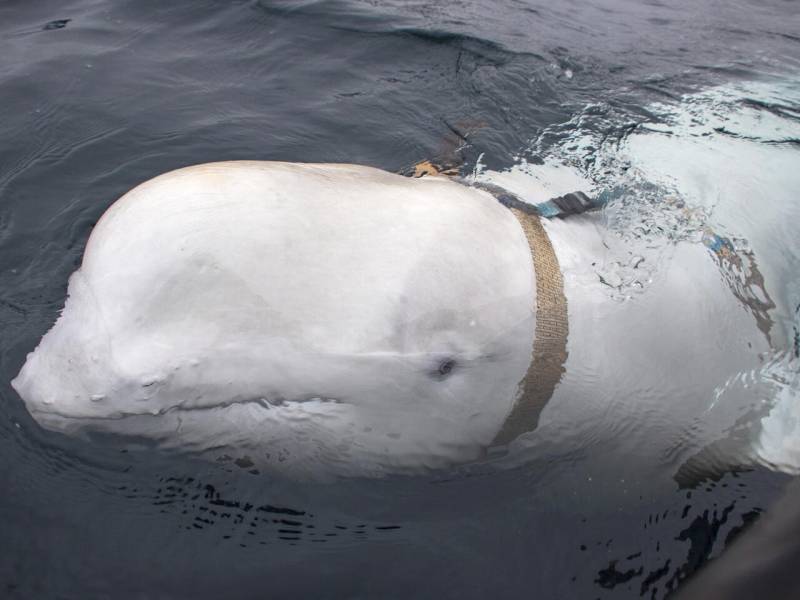 Beluga whale spotted in France's Seine river