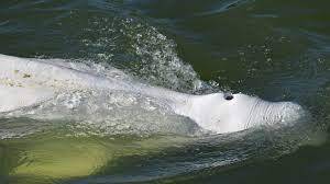 France readies rescue of beluga astray in Seine